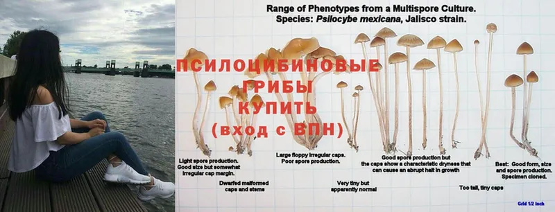 МЕГА ссылка  Торжок  Псилоцибиновые грибы Magic Shrooms  купить закладку 